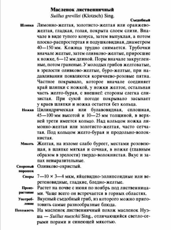 Маслёнок лиственничный описание
