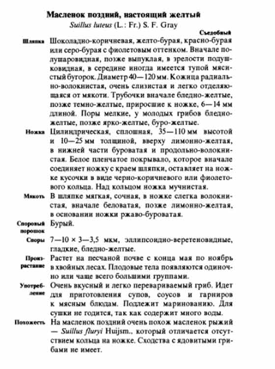 Маслёнок поздний настоящий жёлтый описание