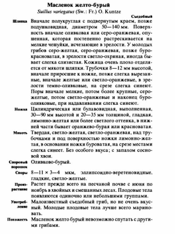 Маслёнок жёлто-бурый описание