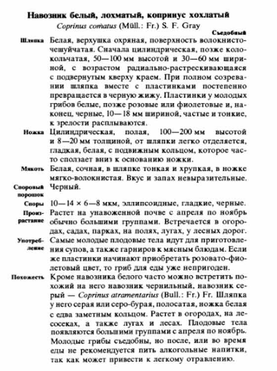 Навозник белый лохматый копринус хохлатый описание