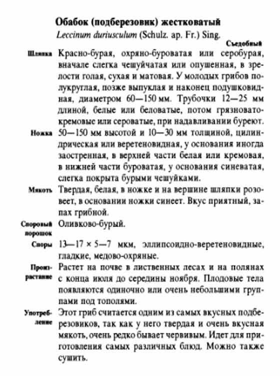 Обабок или подберёзовик жестковатый