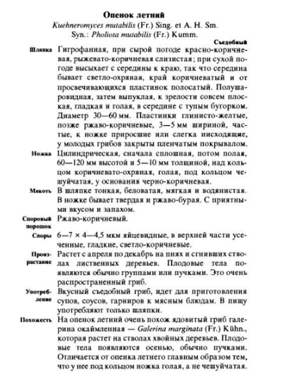 Опёнок летний описание