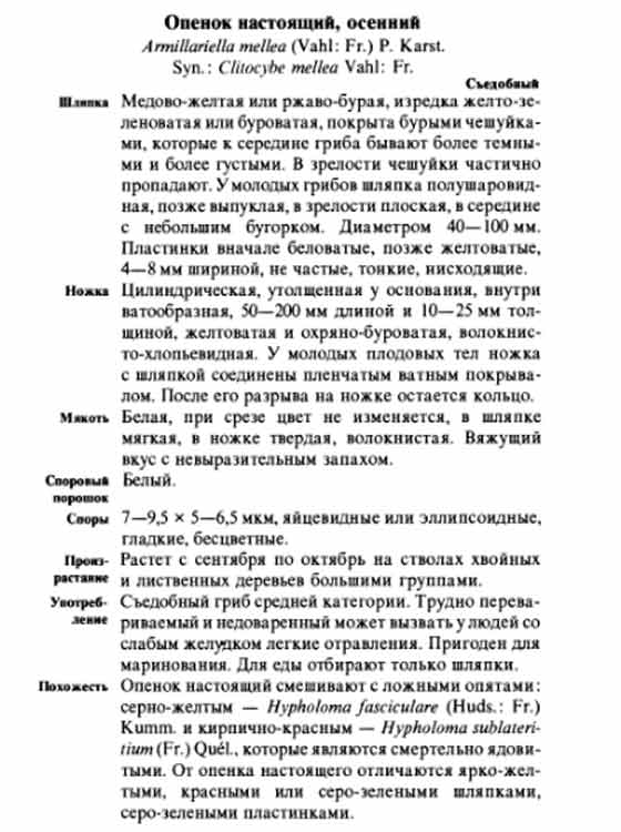 Опёнок настоящий осенний описание