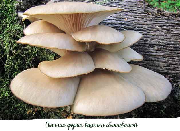 Светлая форма вешенки устричной