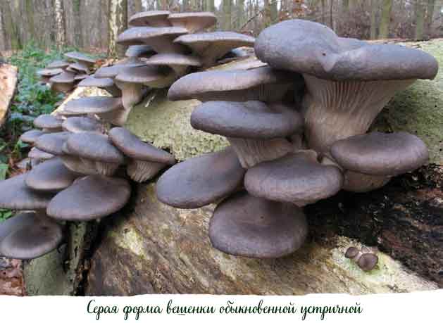 Серая внешность вешеки обыкновенной