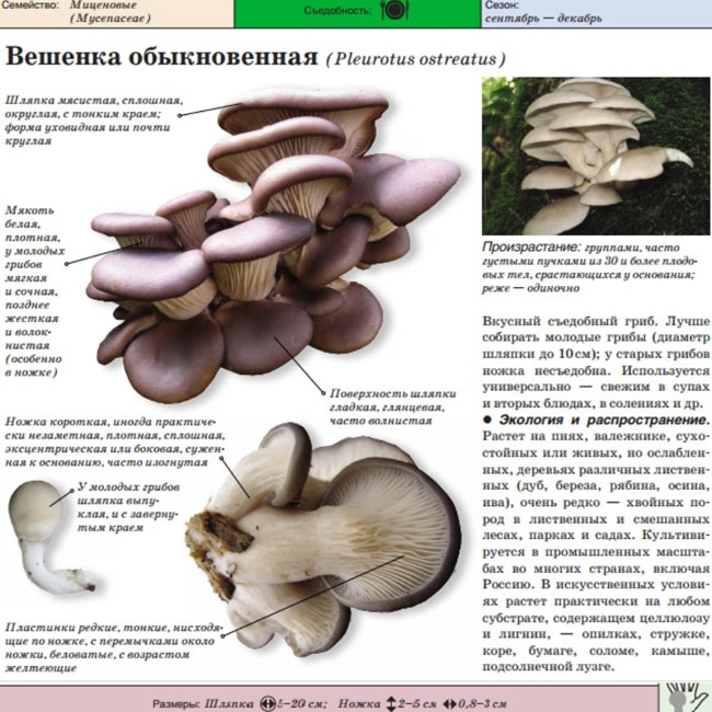 Грибной журнал с описанием обыкновенной вешенки