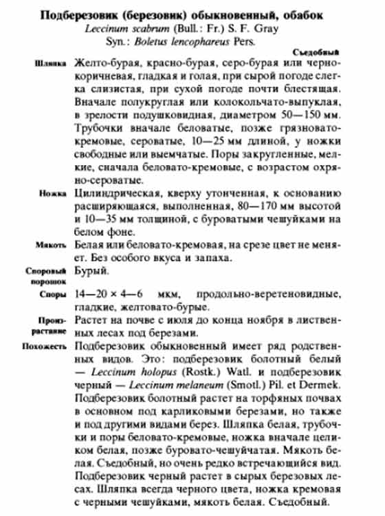 Подберёзовик или берёзовик обыкновенный