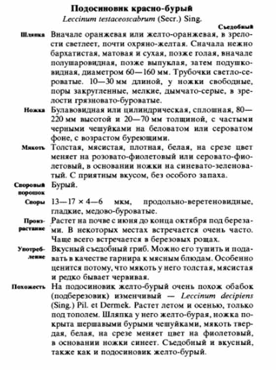 Подосиновик красно-бурый