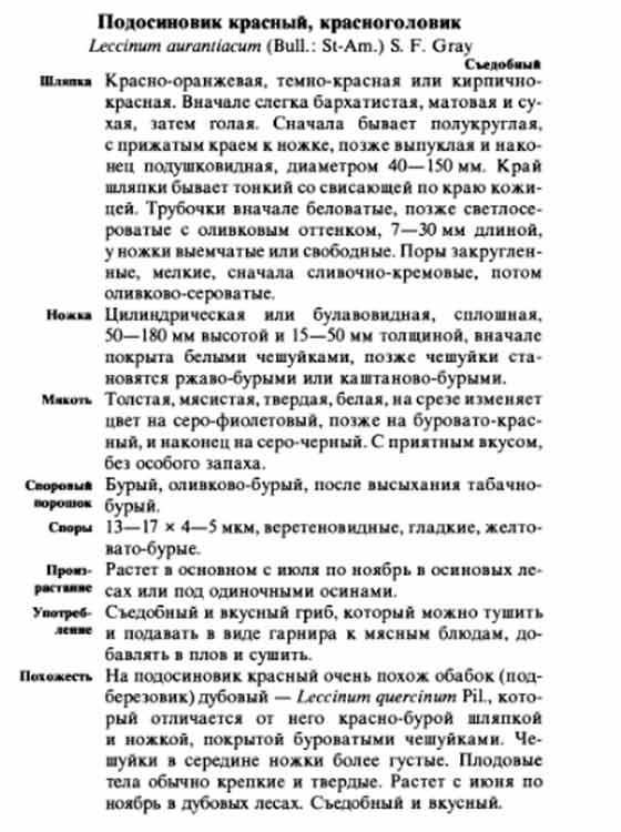 Подосиновик красный, красноголовик