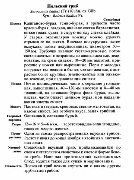 Польский гриб описание