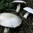 Шампиньон обыкновенный (Agaricus campestris)