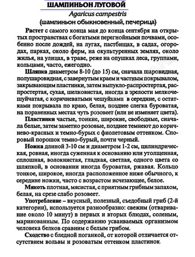 Шампиньон луговой описание из книжки