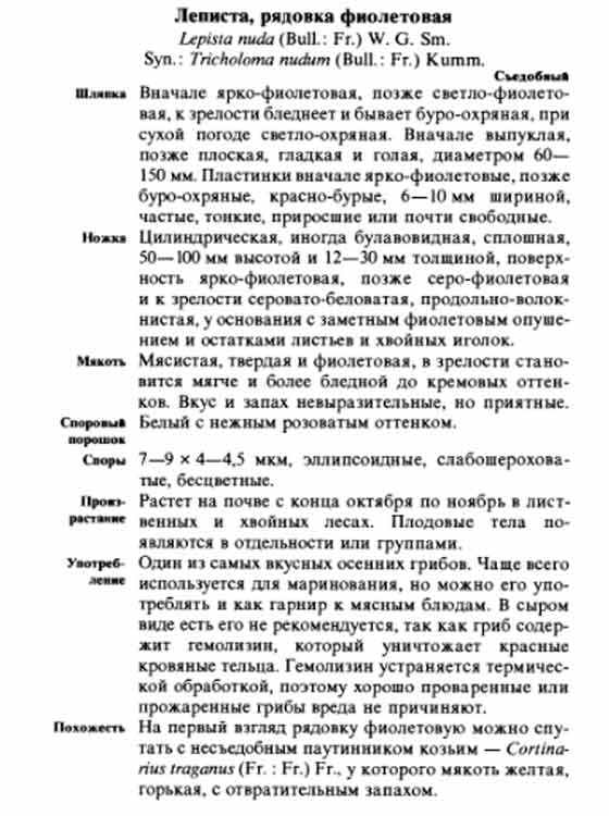 Леписта или рядовка фиолетовая описание