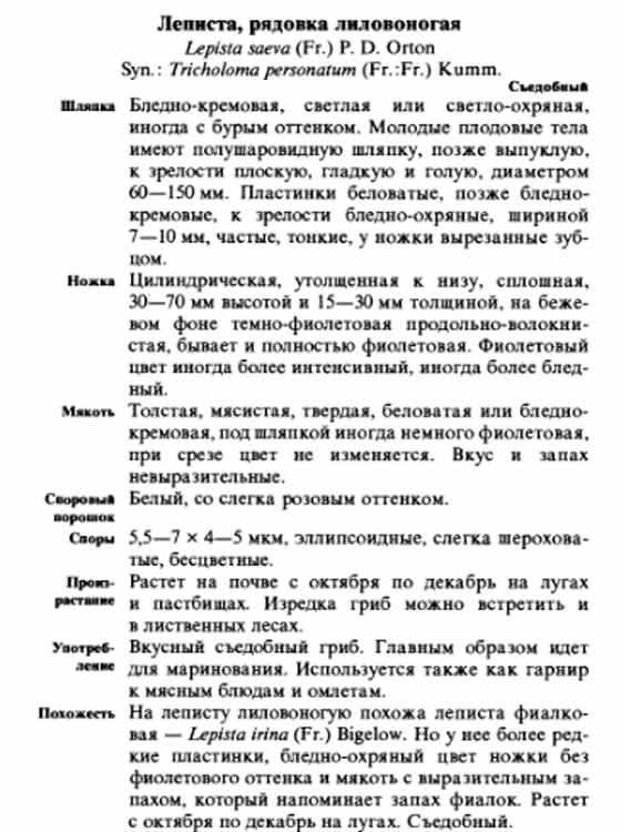 Леписта или рядовка лиловоногая описание