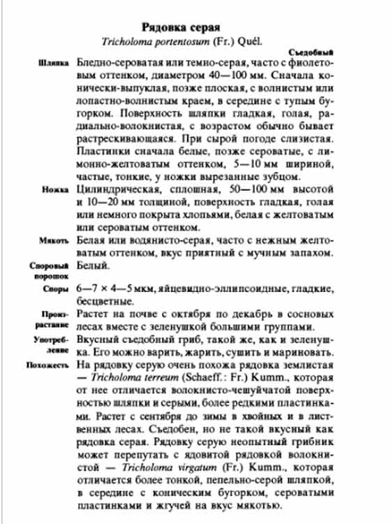 Рядовка серая описание