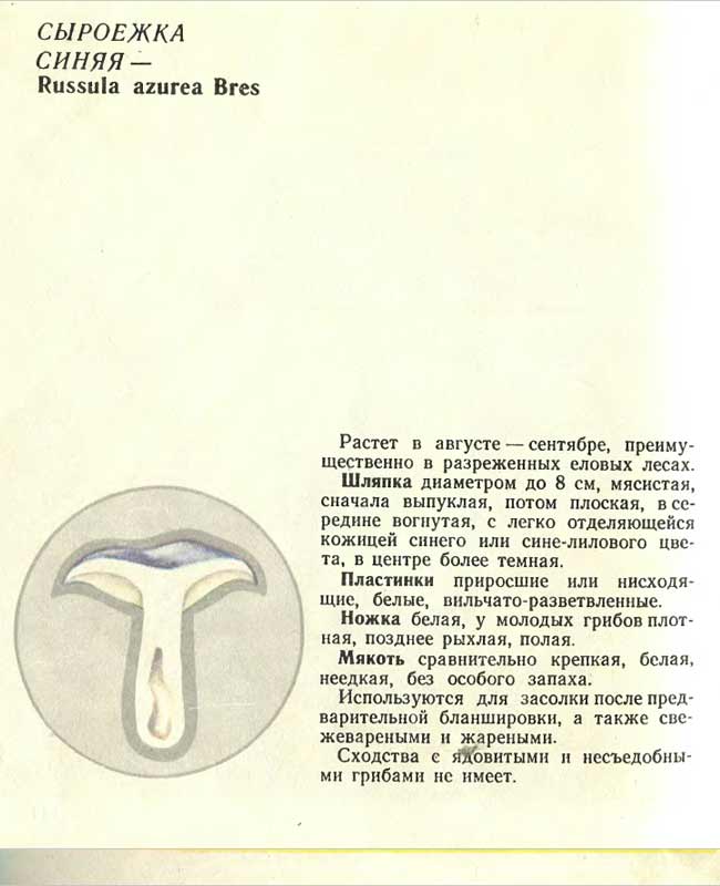 Описание сыроежки синей в картинках