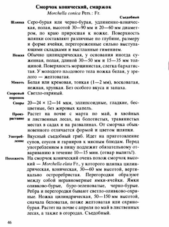 Сморчок конический смаржок описание