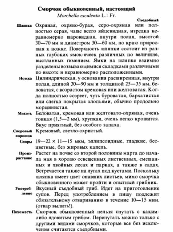 Сморчок обыкновенный настоящий описание