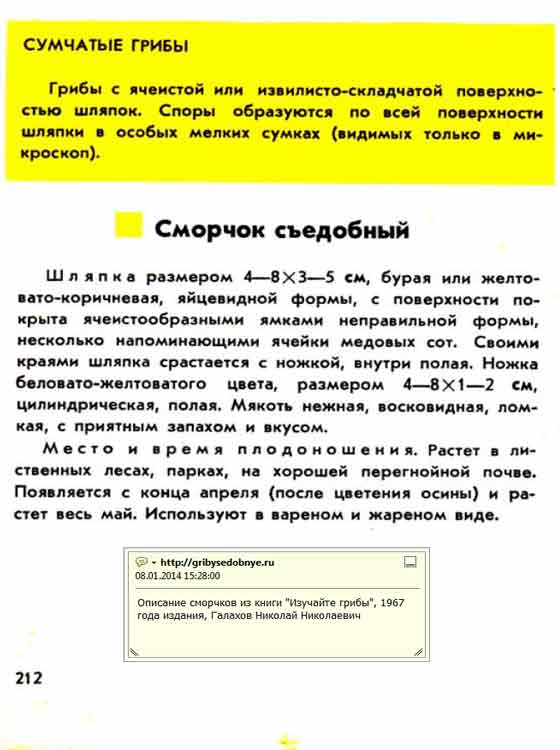сморчок съедобный описание