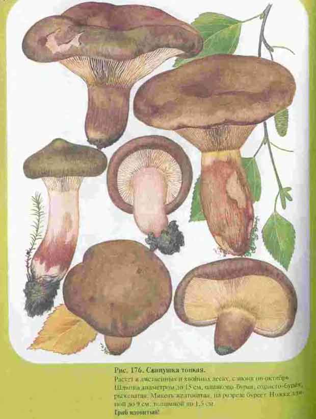 Картинка свинушки тонкой из литературной книги