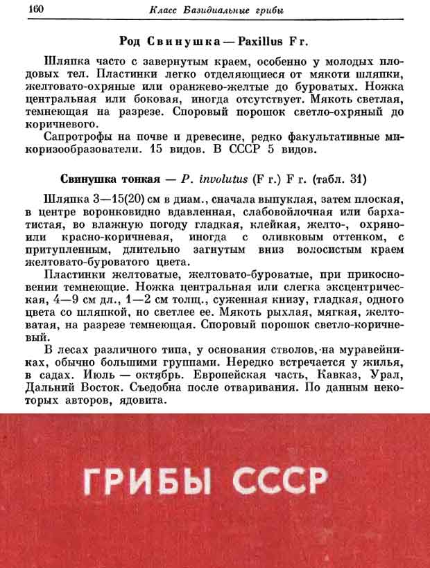 Описание свинушки тонкой времён Советского Союза