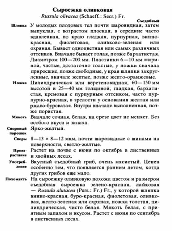Описание сыроежки оливковой в картинках