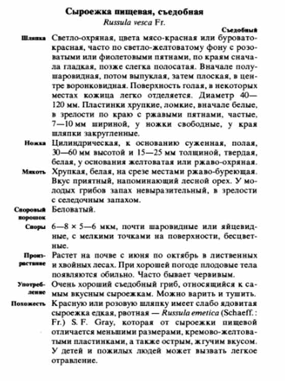 Описание сыроежки пищевой в картинках