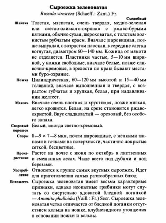 Описание сыроежки зеленоватой в картинках