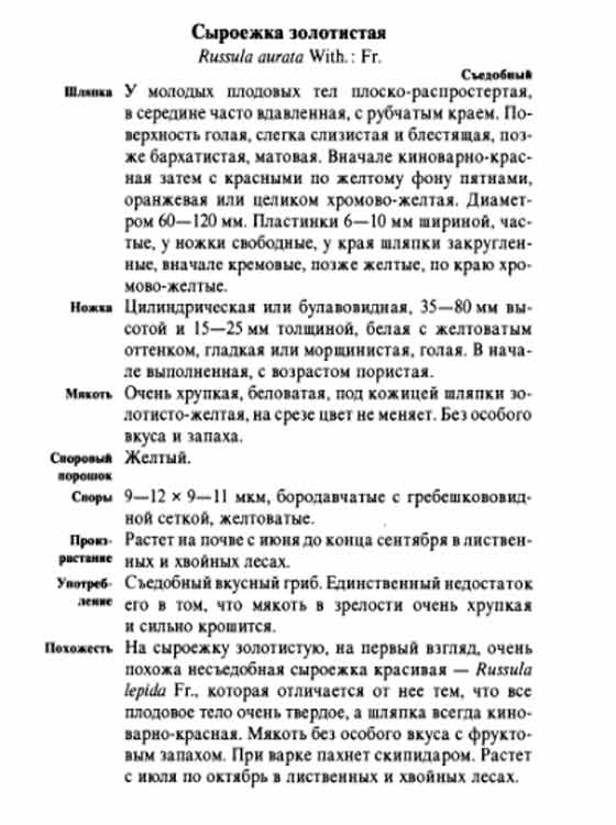 Описание сыроежки золотистой в картинках