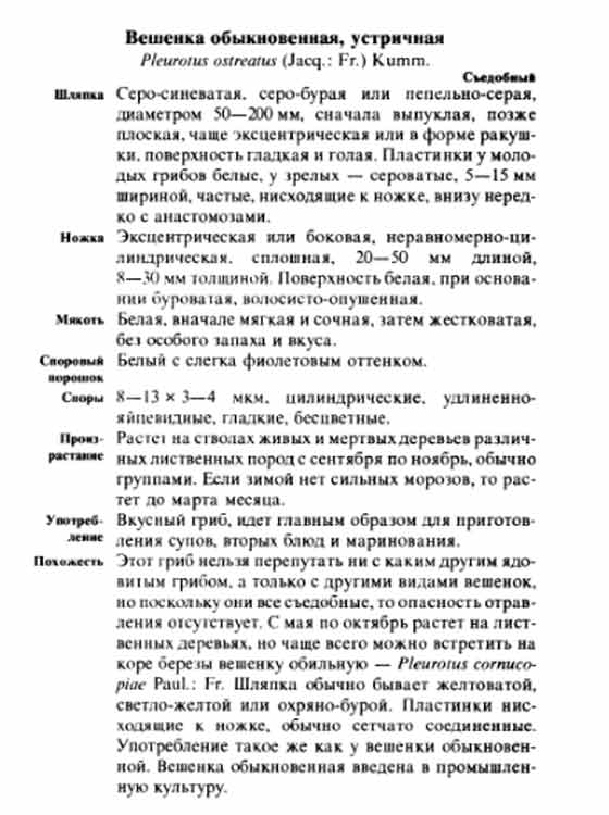 Вешенка обыкновенная устричная дикая лесная