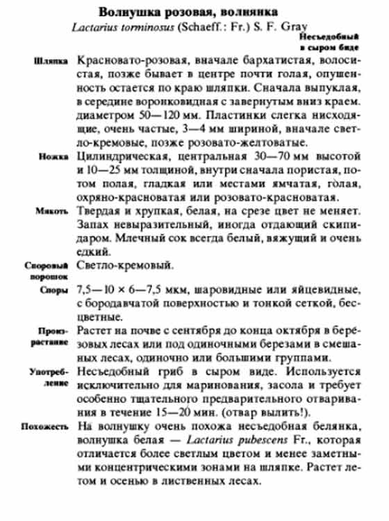 Волнушка розовая, волнянка