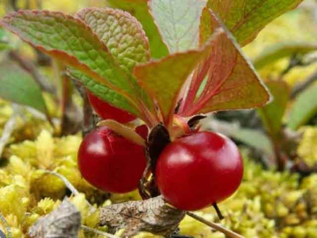 АРКТОУС красноплодный — A. erythrocarpa 
