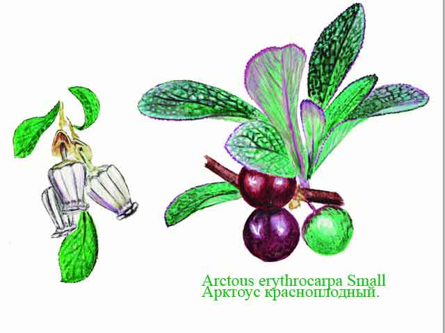 Рисунок с изображением арктоуса