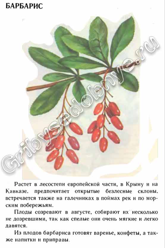 Барбарис,кустарник,ягода описание с картинками из книг