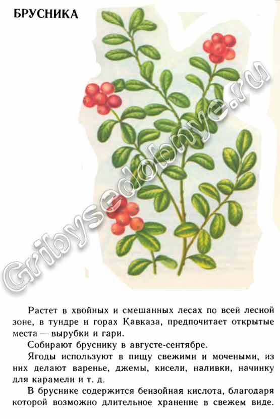 Описание брусники времён СССР в картинках