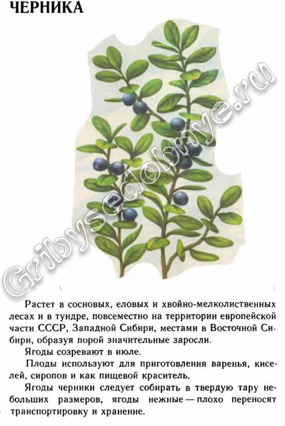 Описание черники как ягоды со времён СССР в картинках