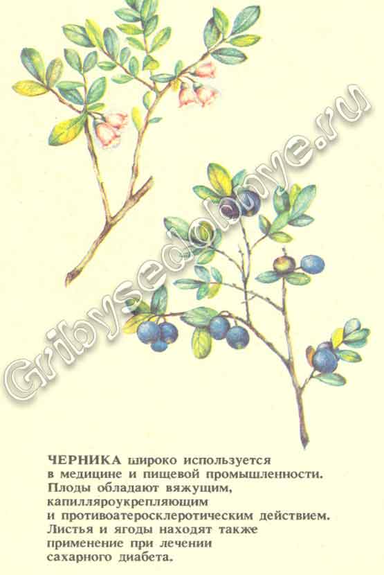 Описание ягод черники, где растёт, когда собирать, где использовать