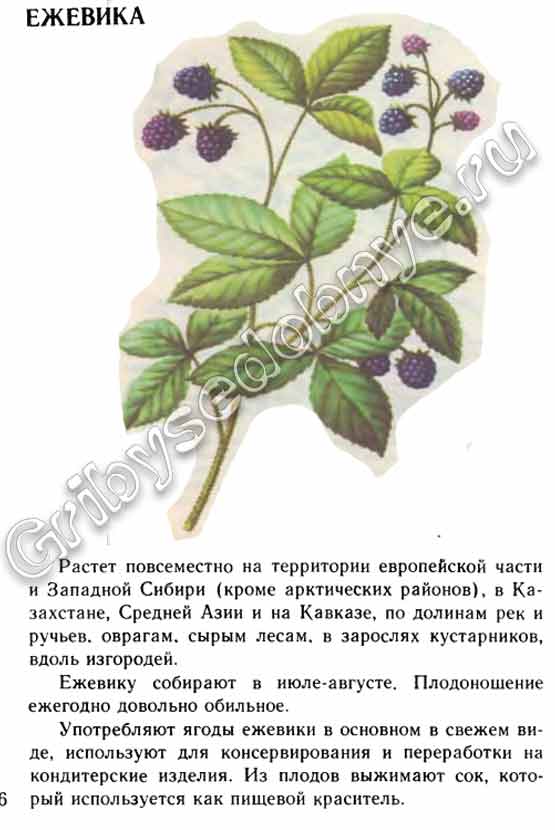 Ежевика описание в картинках