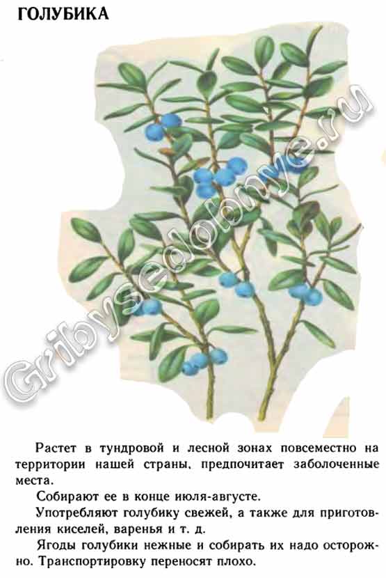 Ягоды голубики как её собирают, транспортируют, перерабатывают