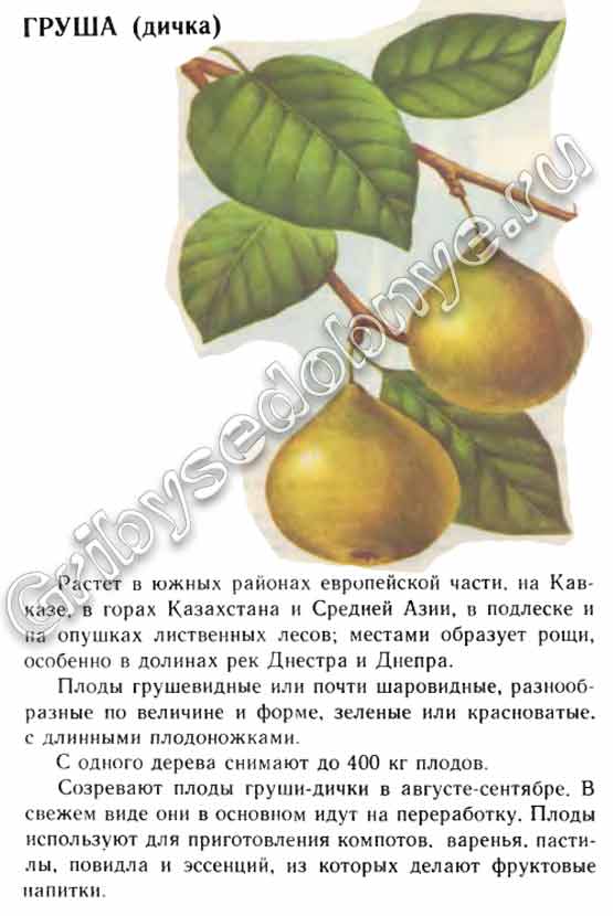 Груша дичка полезные свойства где растёт как употреблять