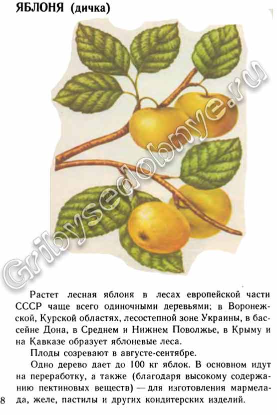 Яблоня (дичка) где растёт лесная яблонька, когда созревают яблочки, как эти яблочки перерабатывают