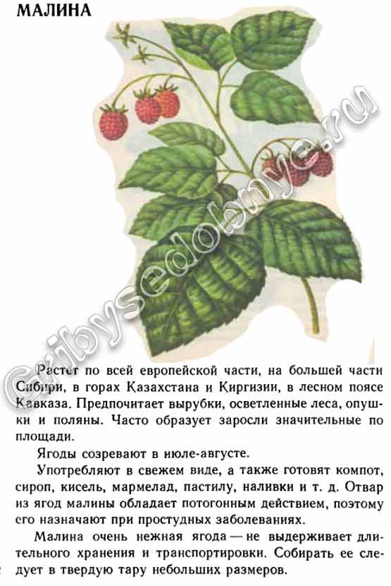 Малина лесная дикорастущая описание в картинках