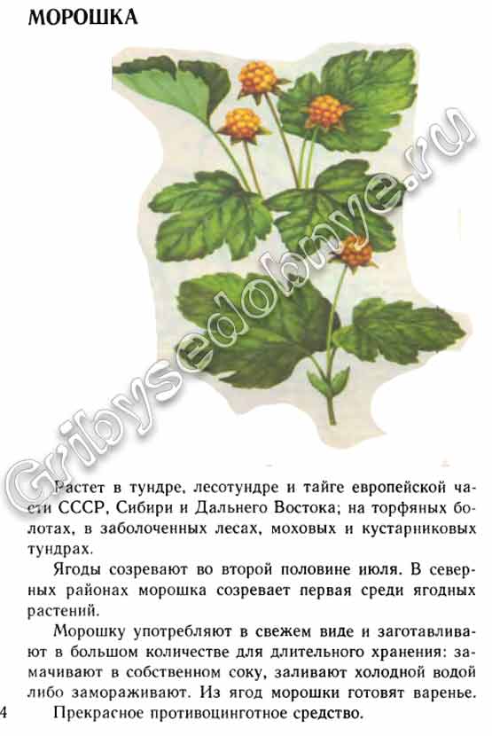 Морошка описание из книг с времён СССР