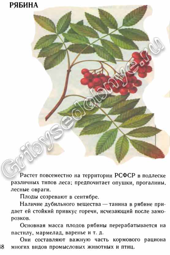 Рябина обыкновенная с красными плодами описание, картинки, где произрастает, когда зреют ягоды, что можно приготовть из рябины красной