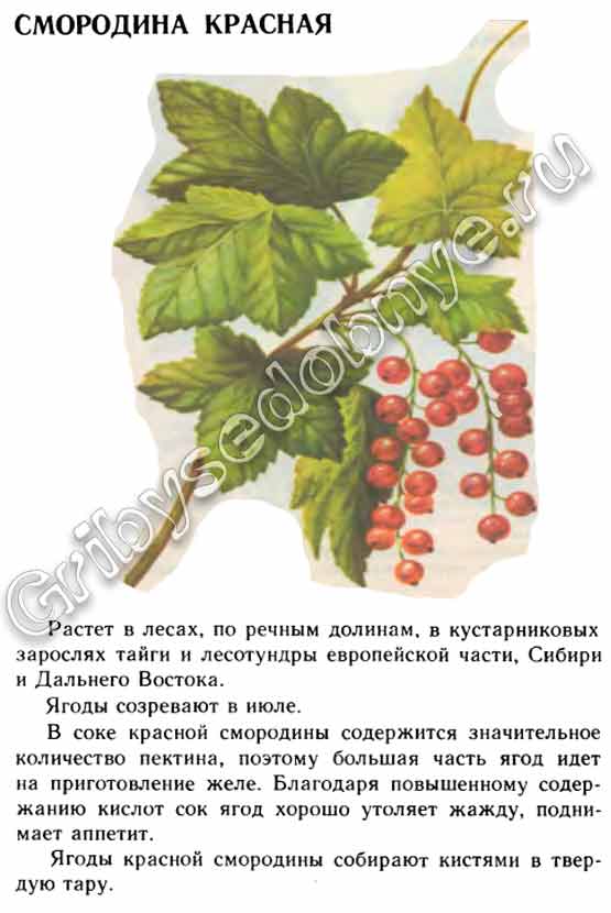 Описание красной лесной смородины в литературе и книгах, картинки