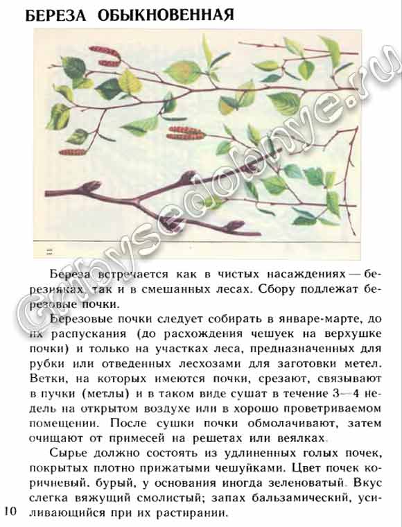 Лекарственное сырьё, получаемое из берёзы обыкновенной, как и когда собирать, заготавливать, хранить