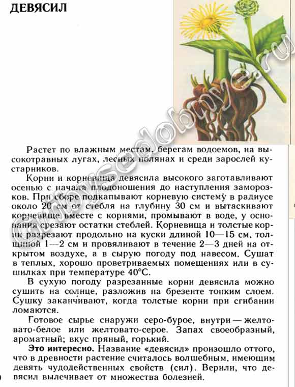 Описание в картинках растения девясил, лекарственного сырья которое из неё получают, как и когда собирать, заготавливать, хранить