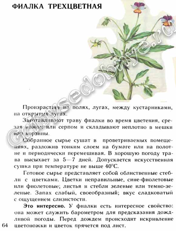 Описание в картинках растения цветка фиалки трёхцветной, лекарственного сырья которое из неё получают, как и когда собирать, заготавливать, хранить
