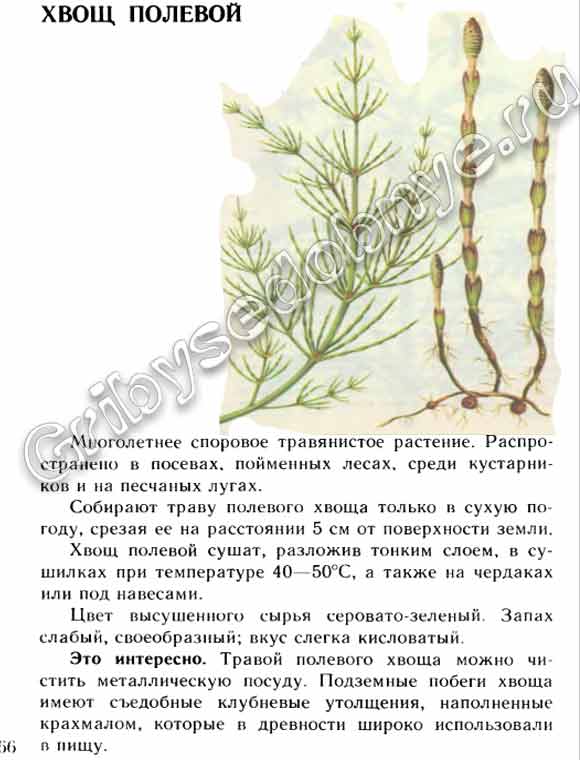 Описание в картинках растения хвоща полевого, лекарственного сырья которое из хвоща получают, как и когда собирать, заготавливать, хранить