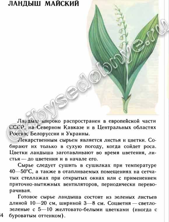 Описание в картинках растения ландыша майского, лекарственного сырья которое из ландышей получают, как и когда собирать, заготавливать, хранить